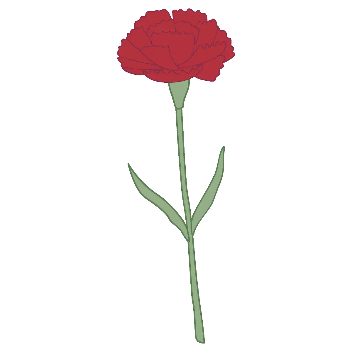 Illustration of Red Carnation Flower