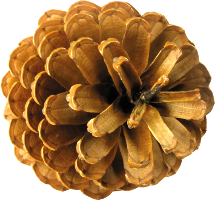 Brown Pine Cone