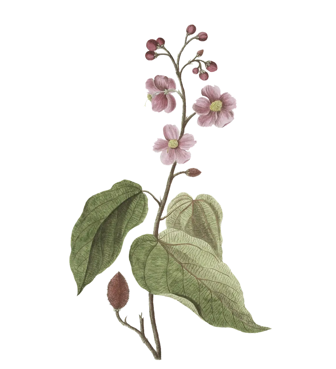 Flower and Leaf Botanical Illustration