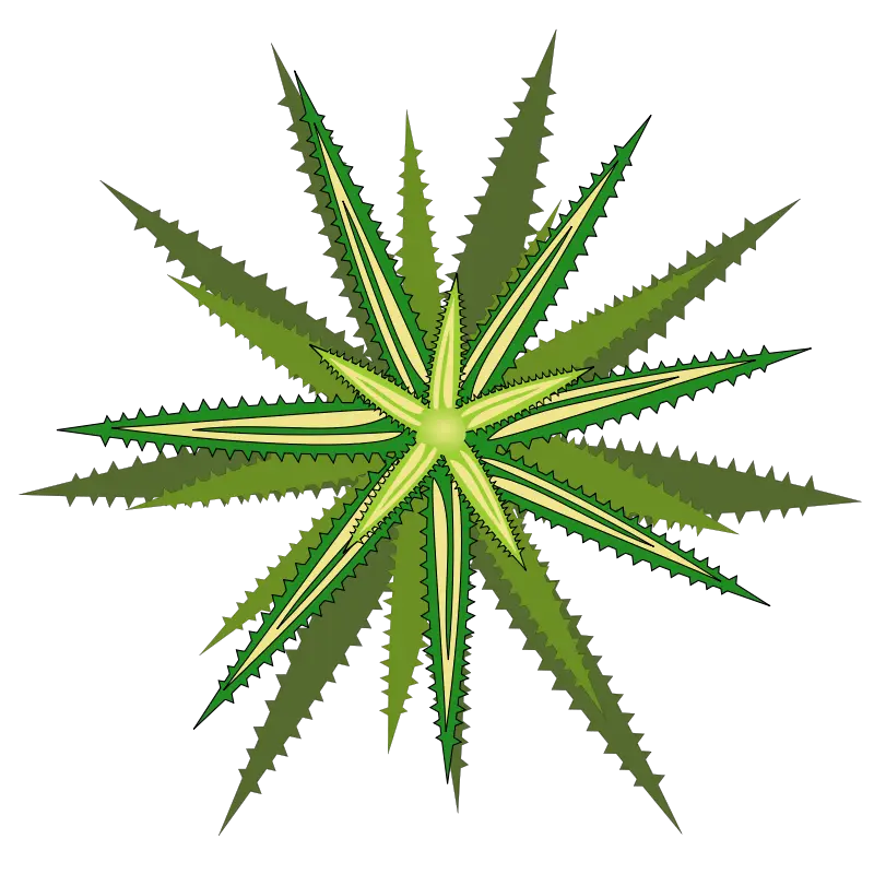 Green Aloe Vera Plant