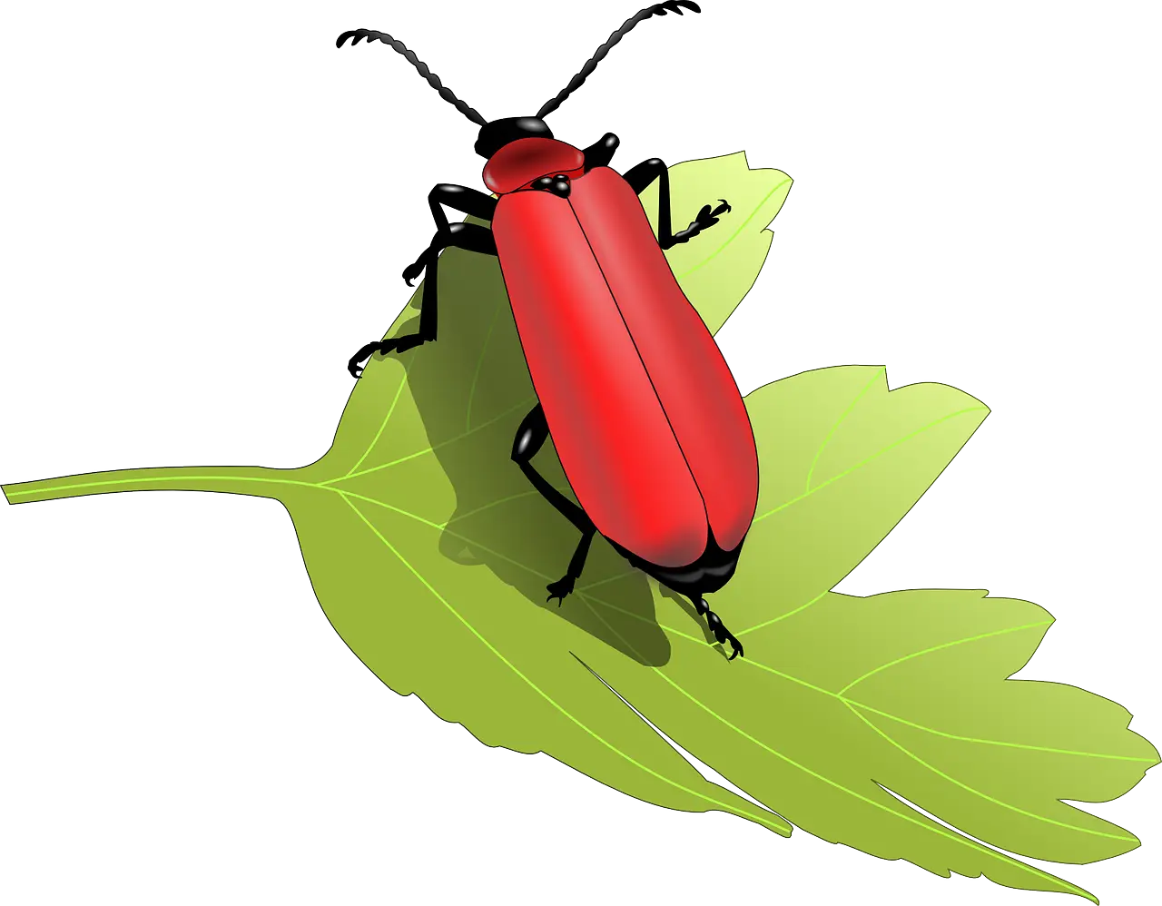 Red Beetle Sitting on Green Leaf