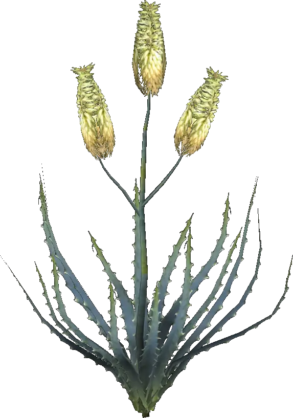 Aloe Plant with Flowers