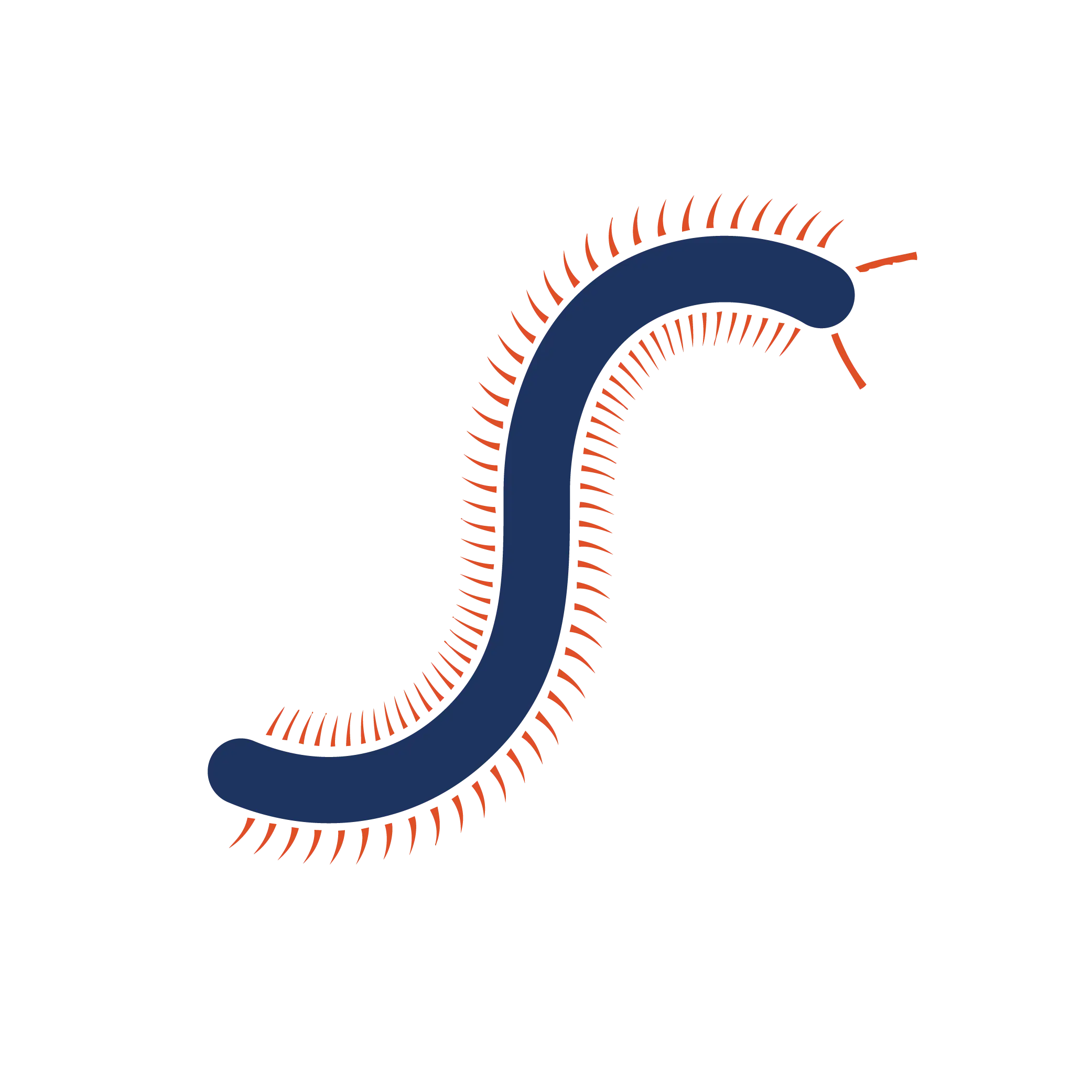 Illustration of a Centipede
