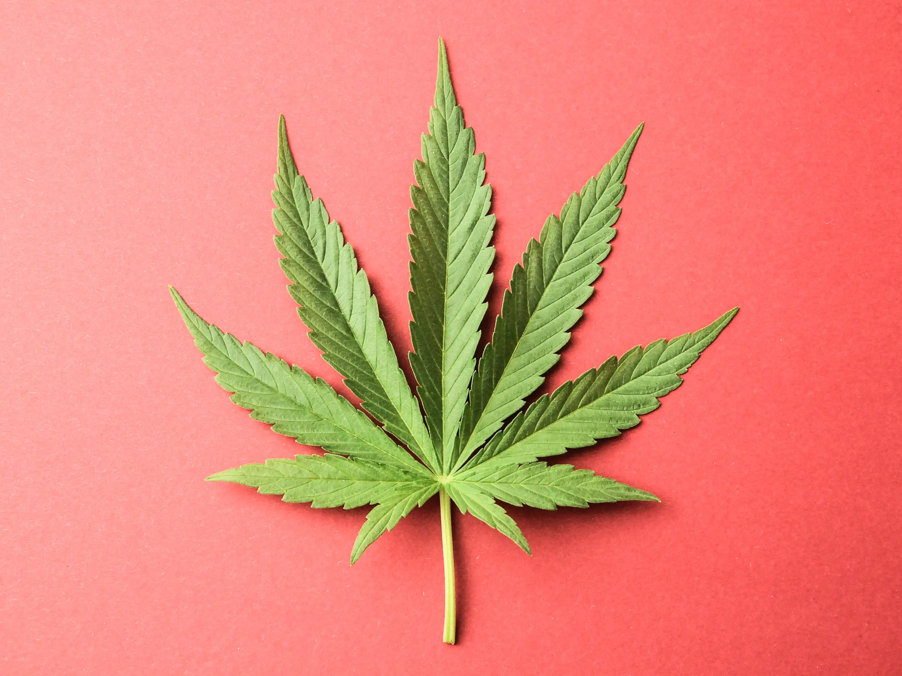 Green Cannabis Leaf