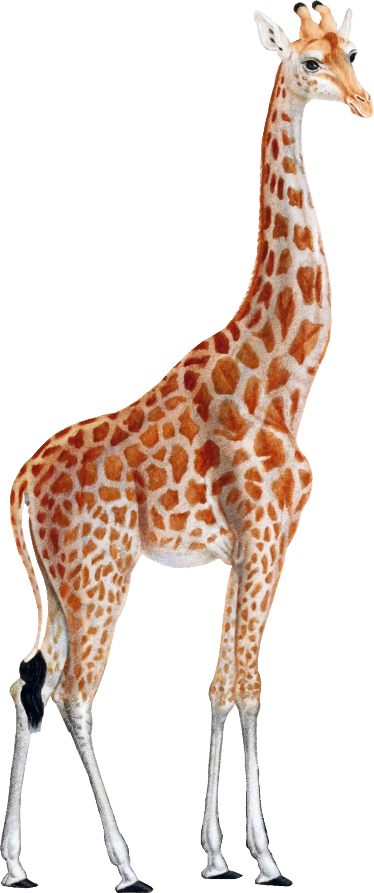 Giraffe Illustration with Safari Theme