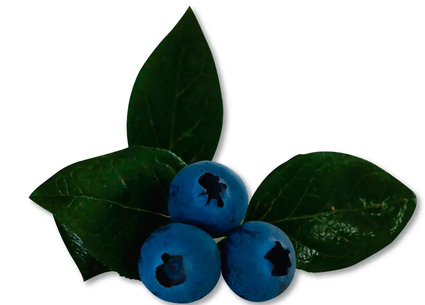 Fresh Blueberries with Green Leaves