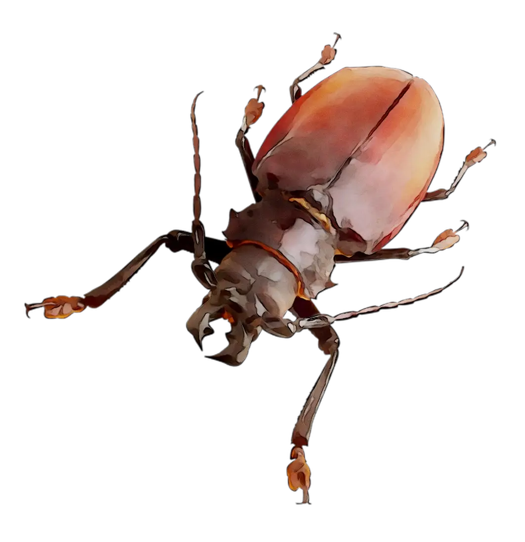 Beetle Insect Illustration