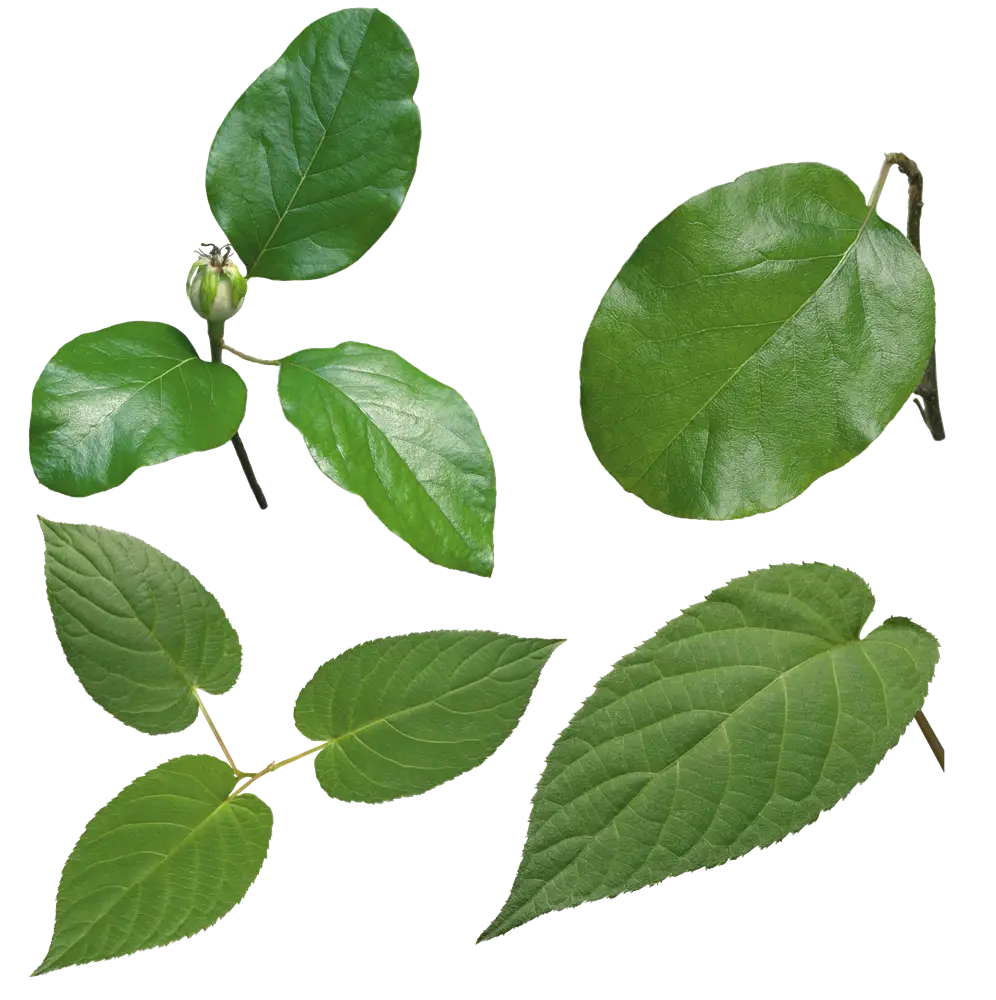Green Leaves with Fresh Natural Aesthetic