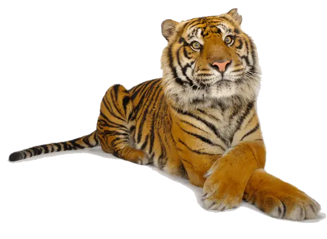 Resting Tiger in Natural Pose