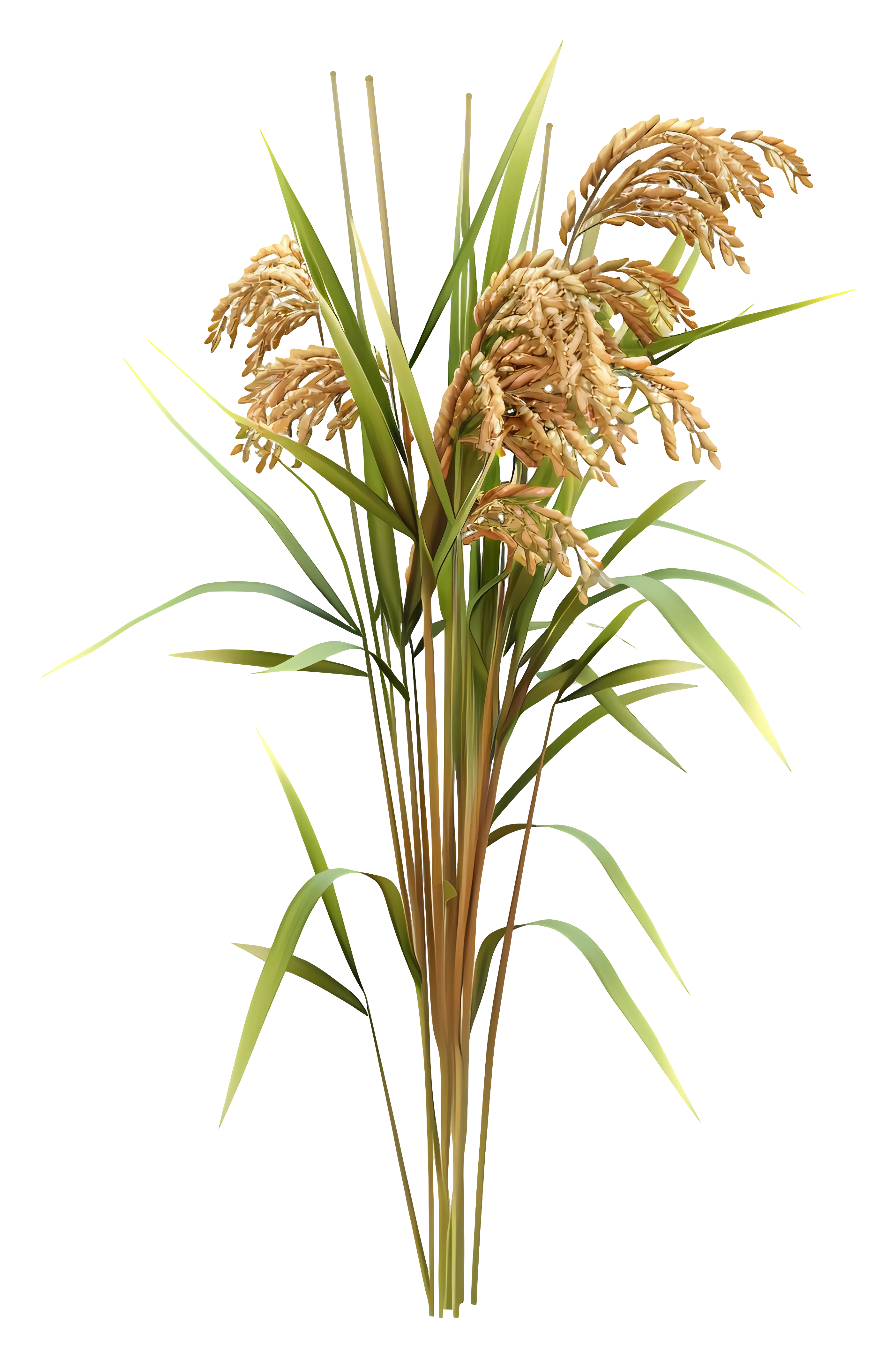 Golden Rice Plant Illustration