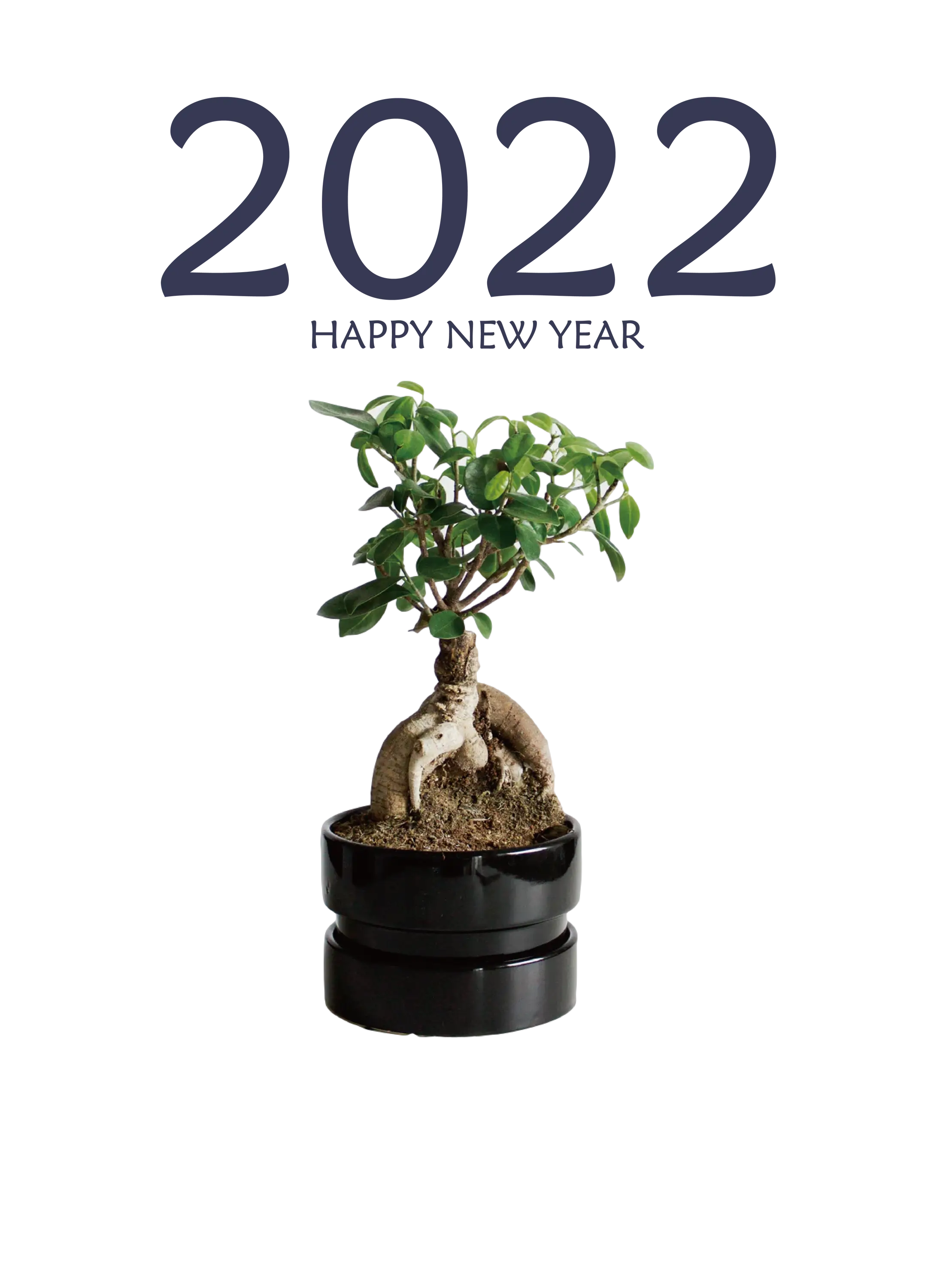 Bonsai Tree for 2022 New Year
