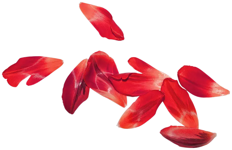 Red Flower Petals