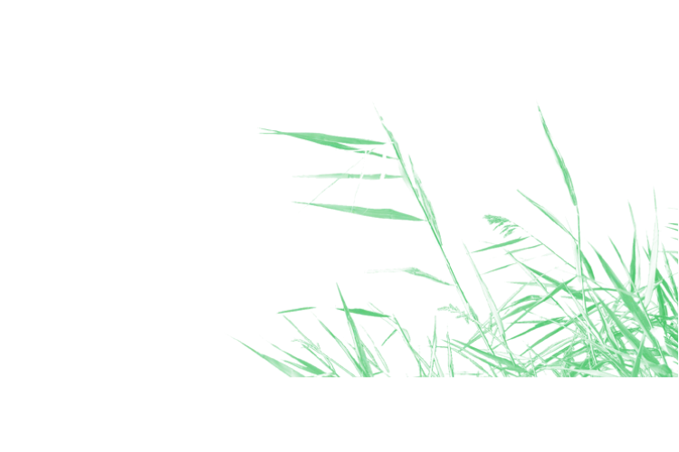 Green Blades of Grass Illustration