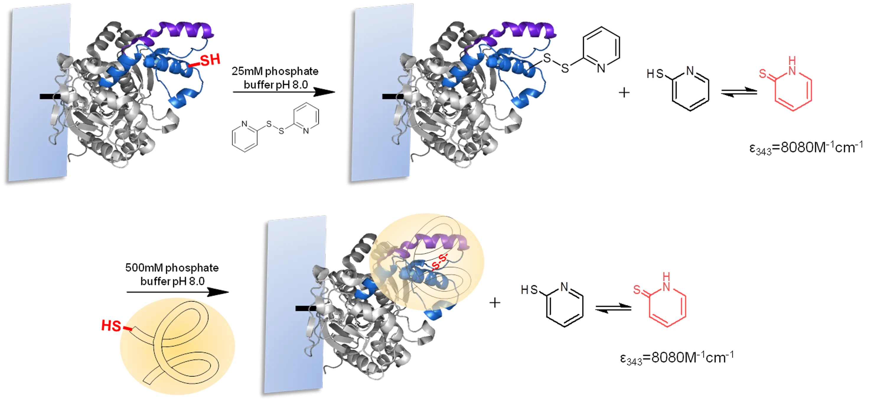 Enzyme Reaction Mechanism Diagram
