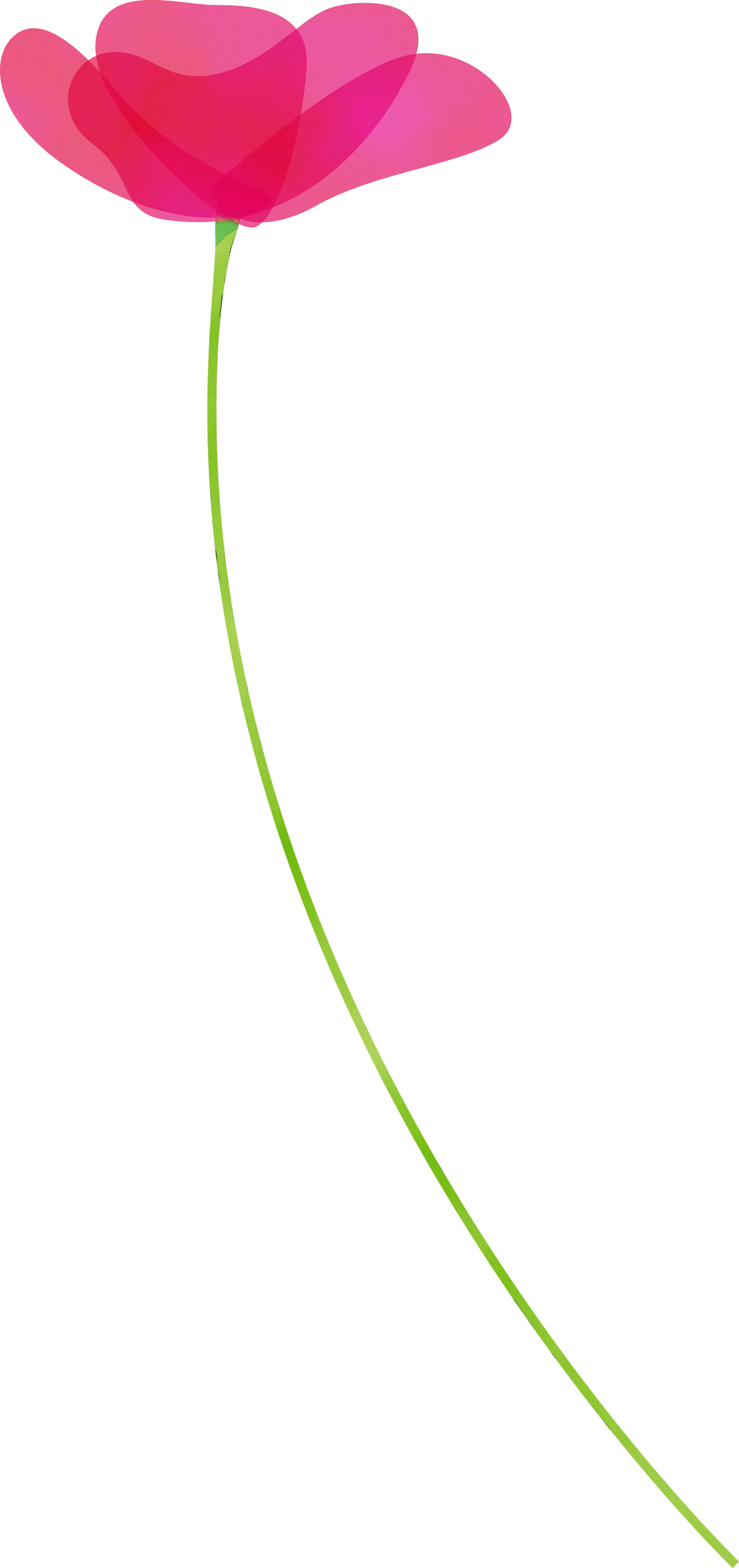 Pink Flower with Long Green Stem