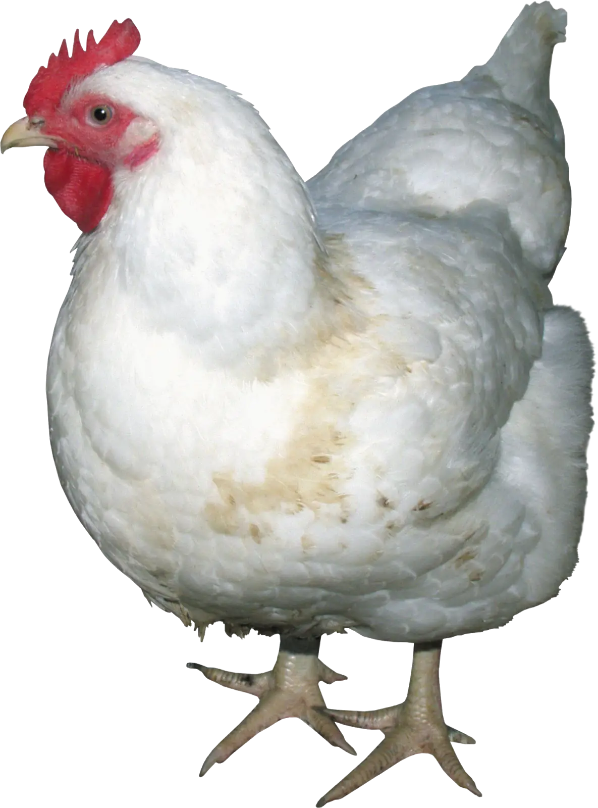 White Chicken Among Domestic Poultry