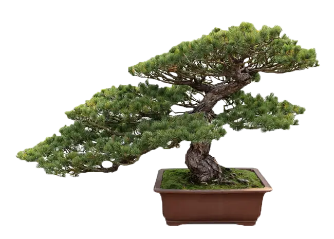 Beautiful Bonsai Tree in Ceramic Pot