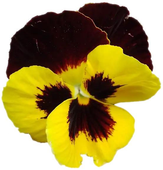 Yellow and Brown Pansy Flower
