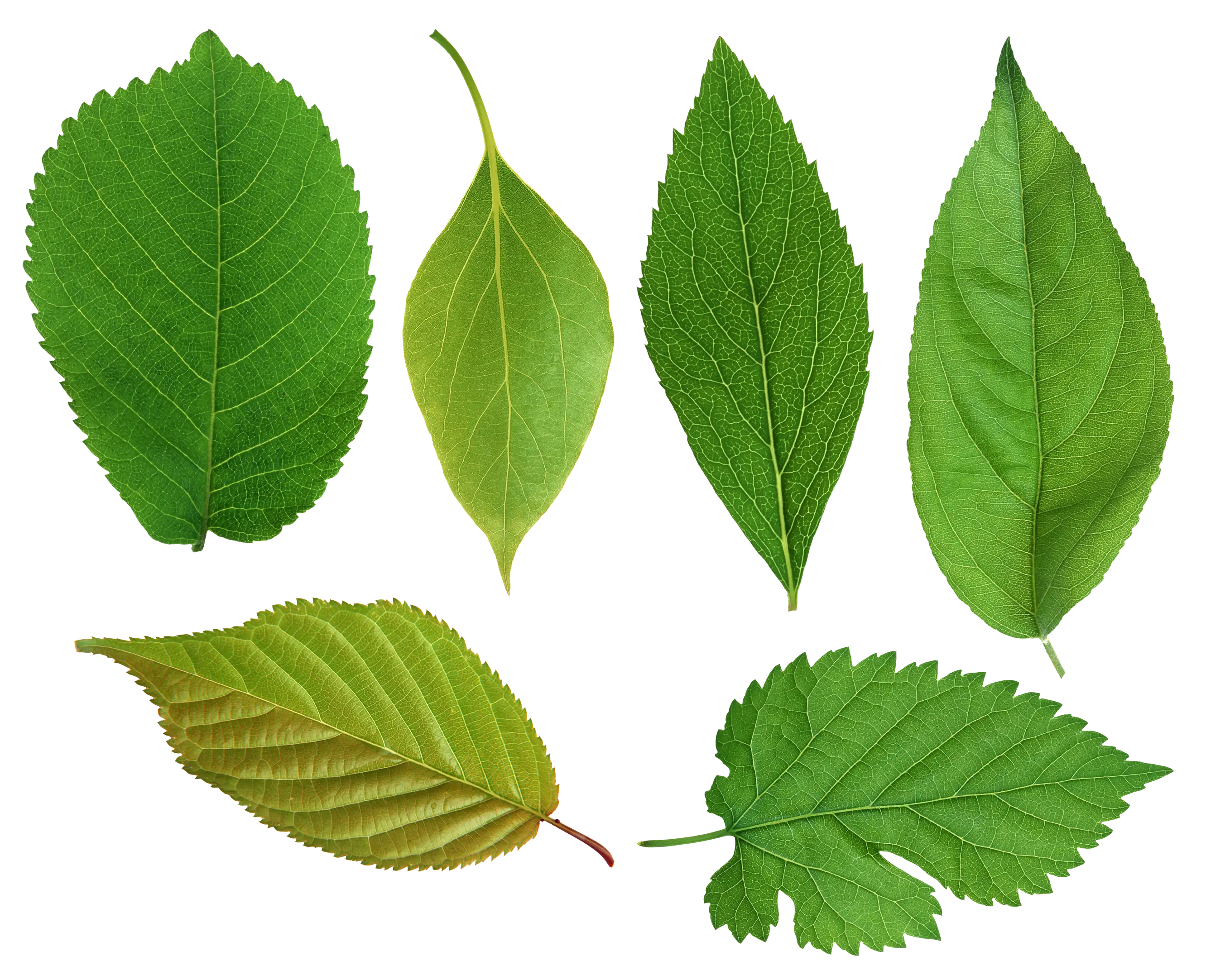 Collection of Various Green Leaves