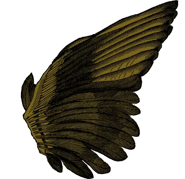 Detailed Wing Illustration