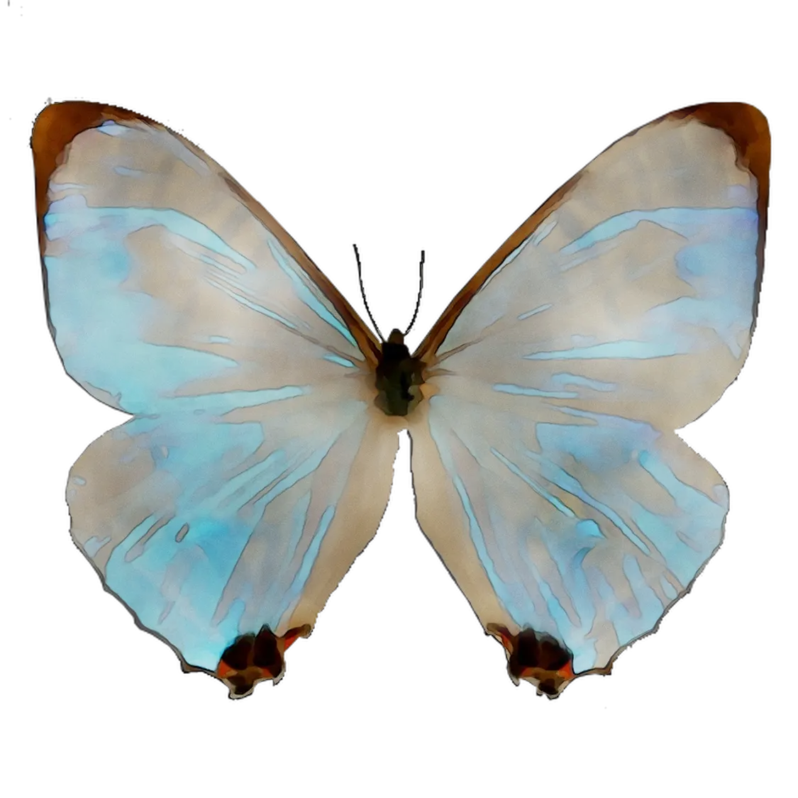 Delicate Blue Butterfly Design