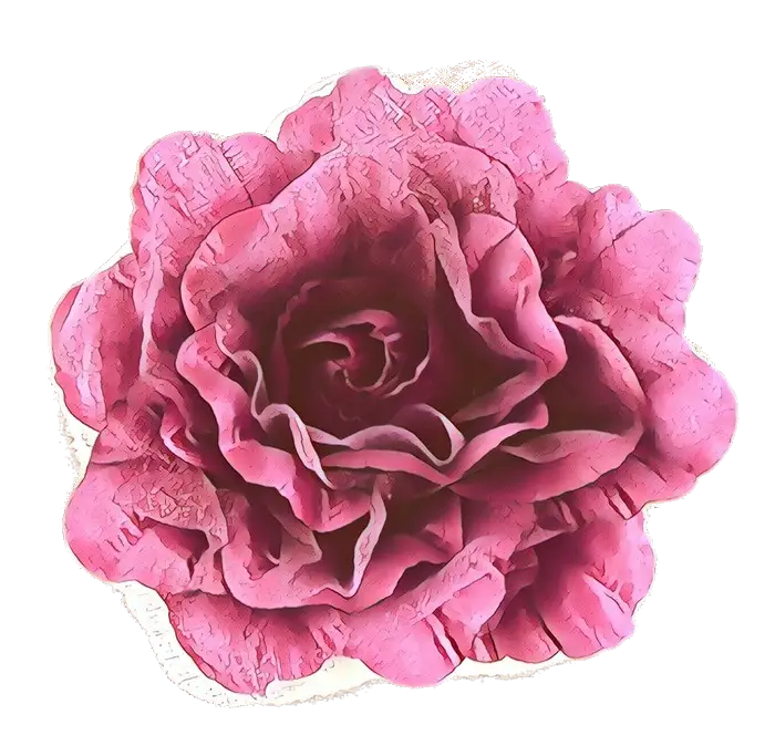 Pink Rose Illustration with Delicate Petals