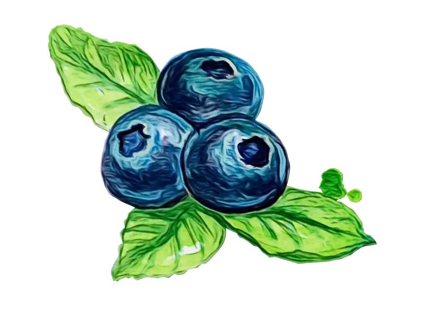 Watercolor Blueberries with Green Leaves Illustration