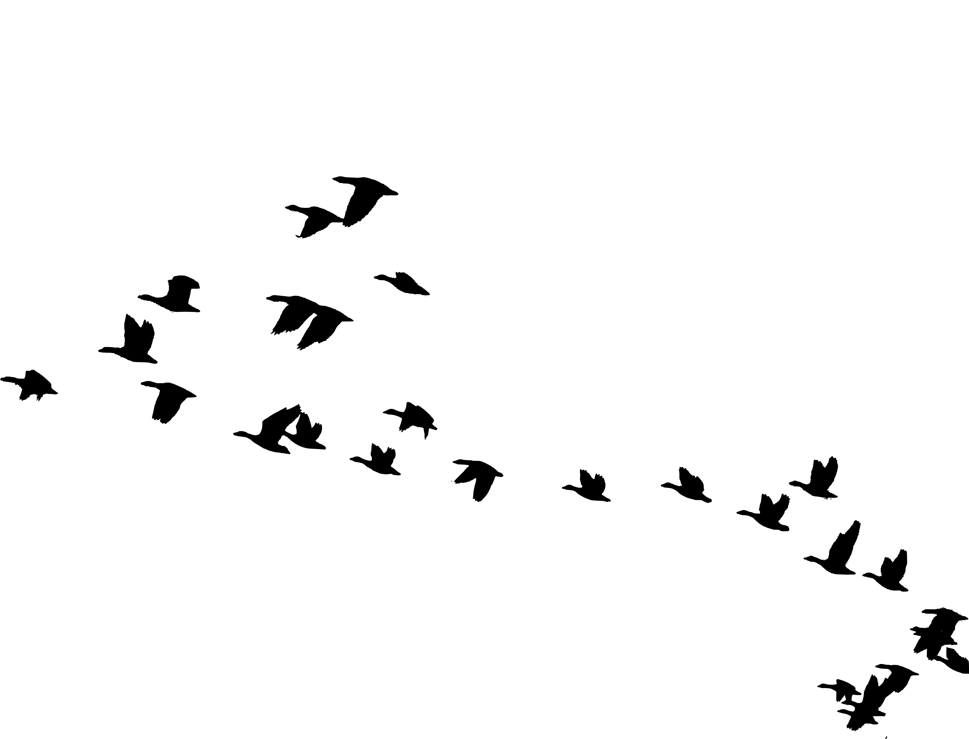 Silhouette of Birds Flying in the Sky