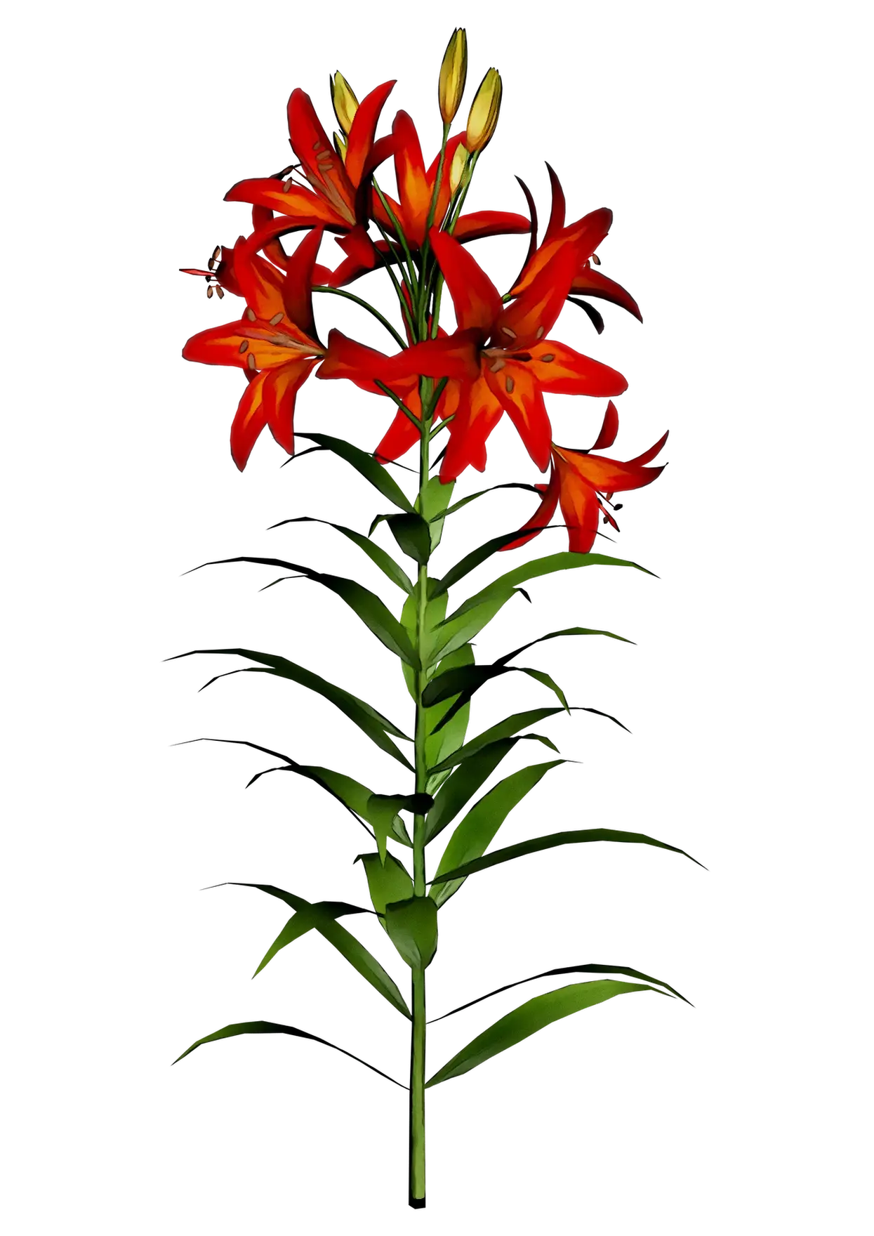 Blooming Red Lily Flower on a Tall Stem