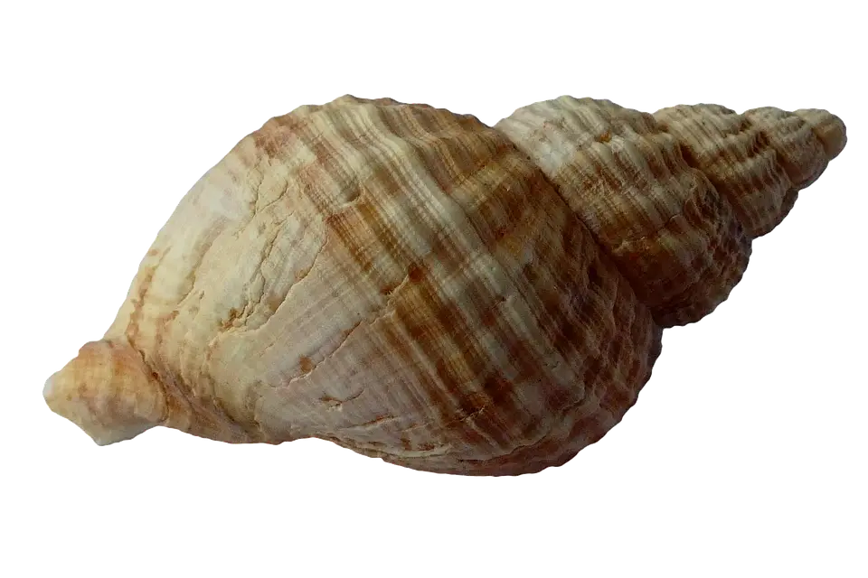 Brown Spiral Seashell from the Ocean