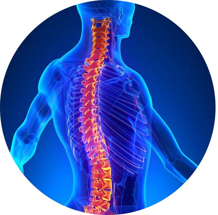 Human Spine Illustration