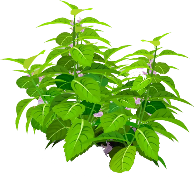 Lush Green Plant