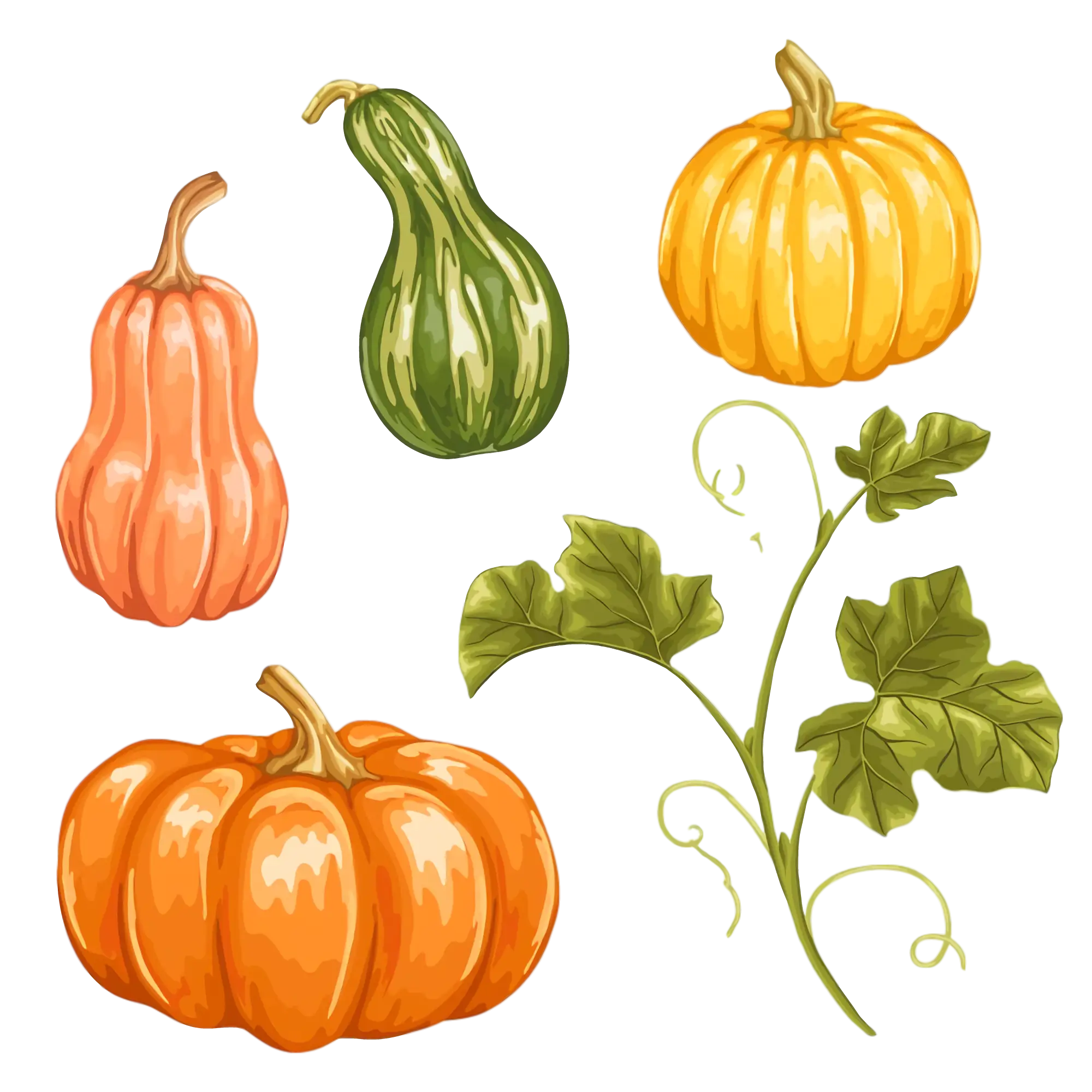 Pumpkins and Gourds Illustration