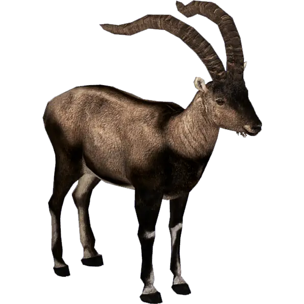 Antelope with Large Twisted Horns