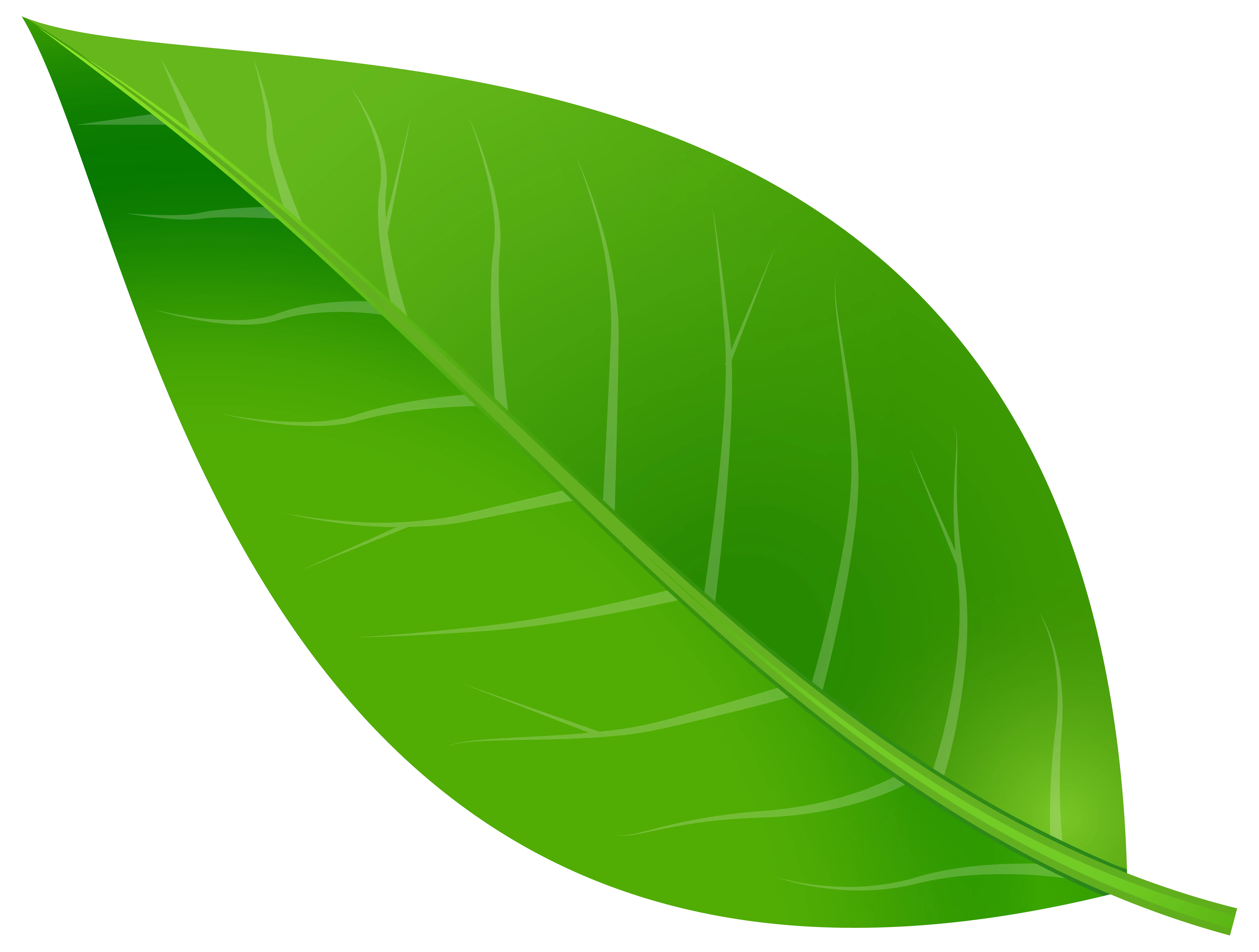 Close-up Green Leaf Illustration