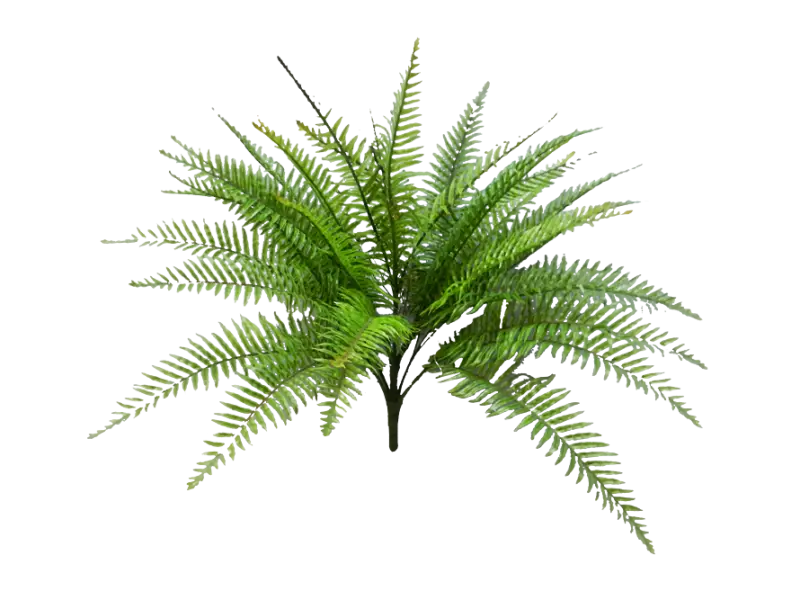 Green Fern Plant Display