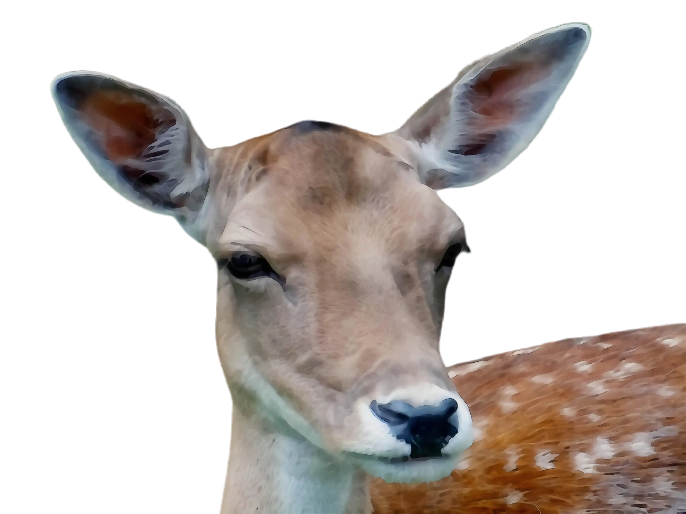 Close-up of a Deer with Spotted Fur
