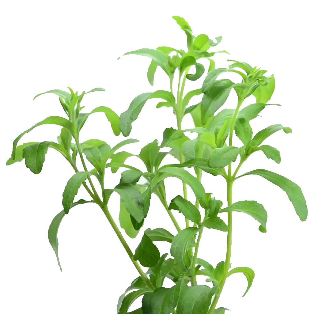 Green Herbal Plant with Fresh Leaves