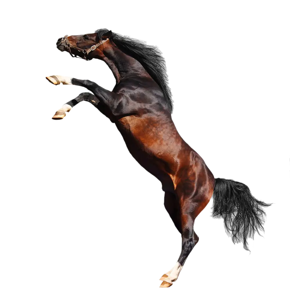 Rearing Brown Horse in Motion