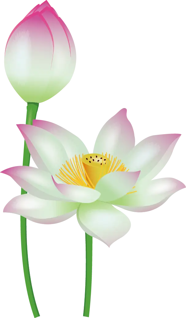 Elegant Lotus Flower and Bud Illustration
