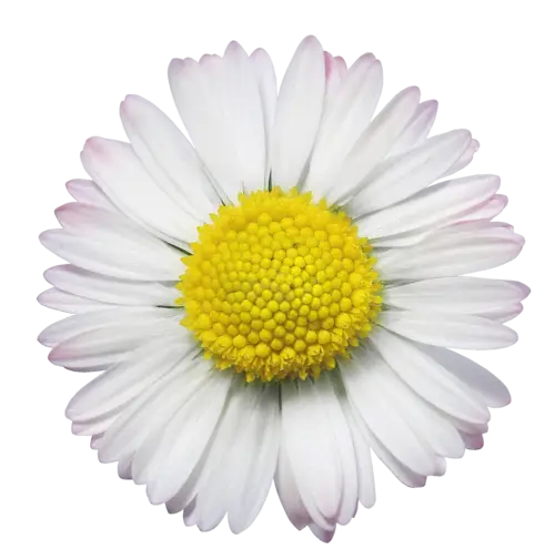 Close-Up of a White Daisy Flower