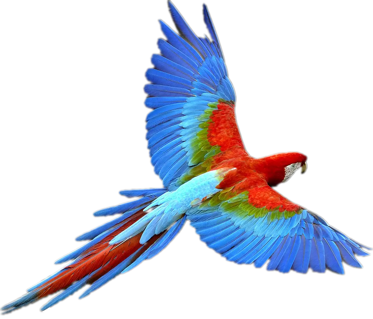 Colorful Flying Parrot in Motion