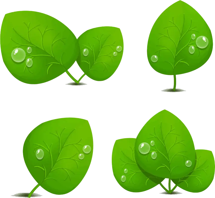 Green Leaves with Dew Drops