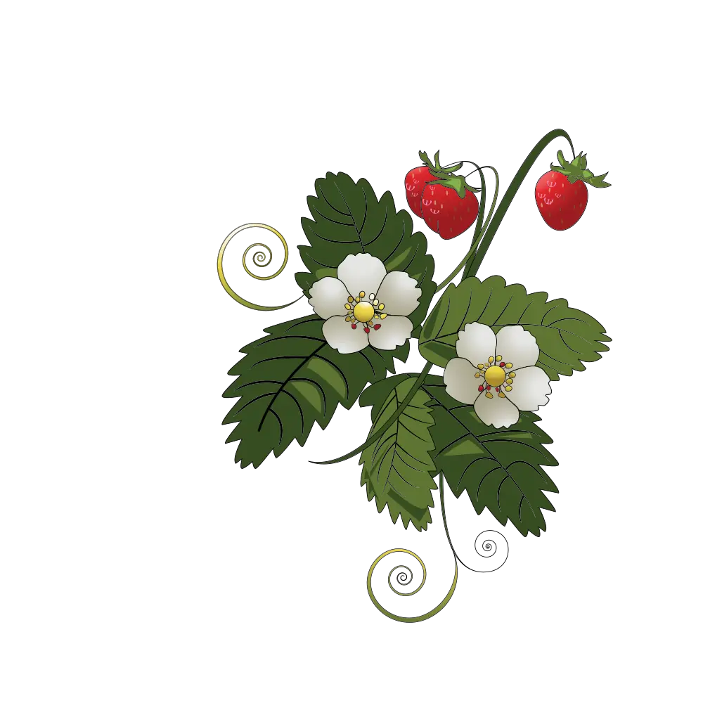 Strawberry Plant with Flowers and Leaves