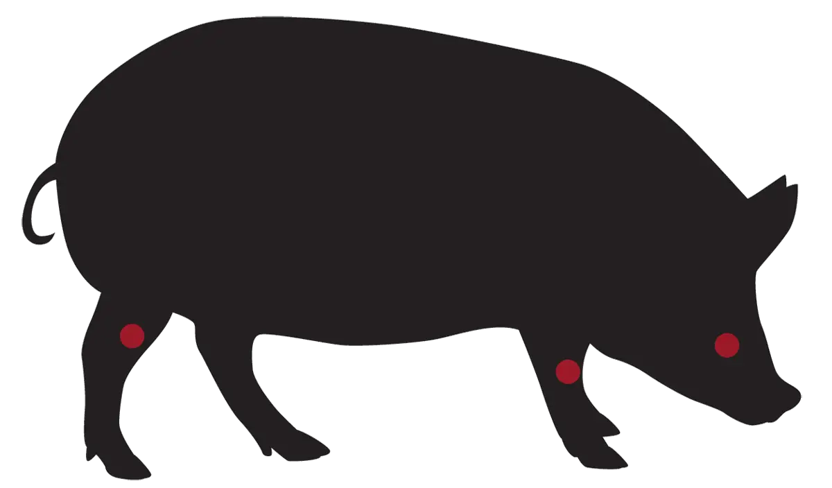 Pig Silhouette Diagram with Emphasis Points