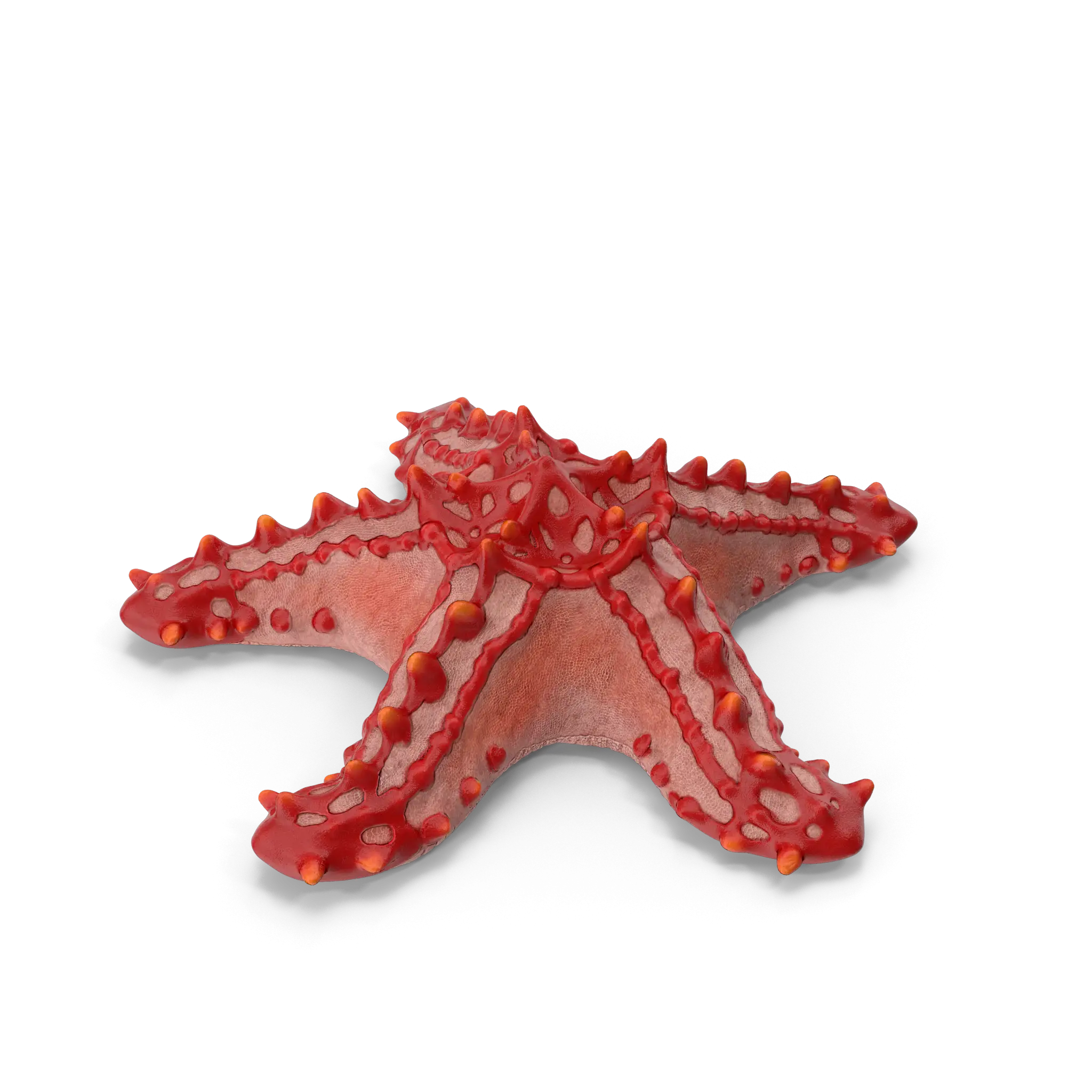 Red Starfish in Marine Environment