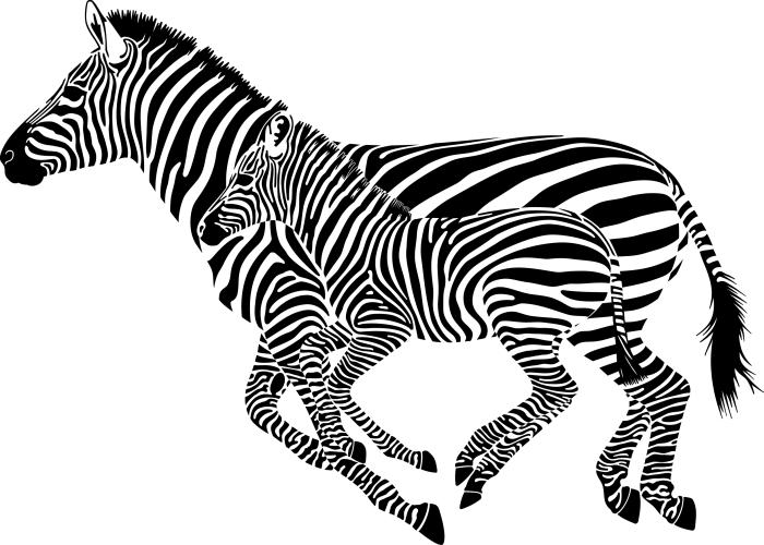 Black and White Zebra Illustration
