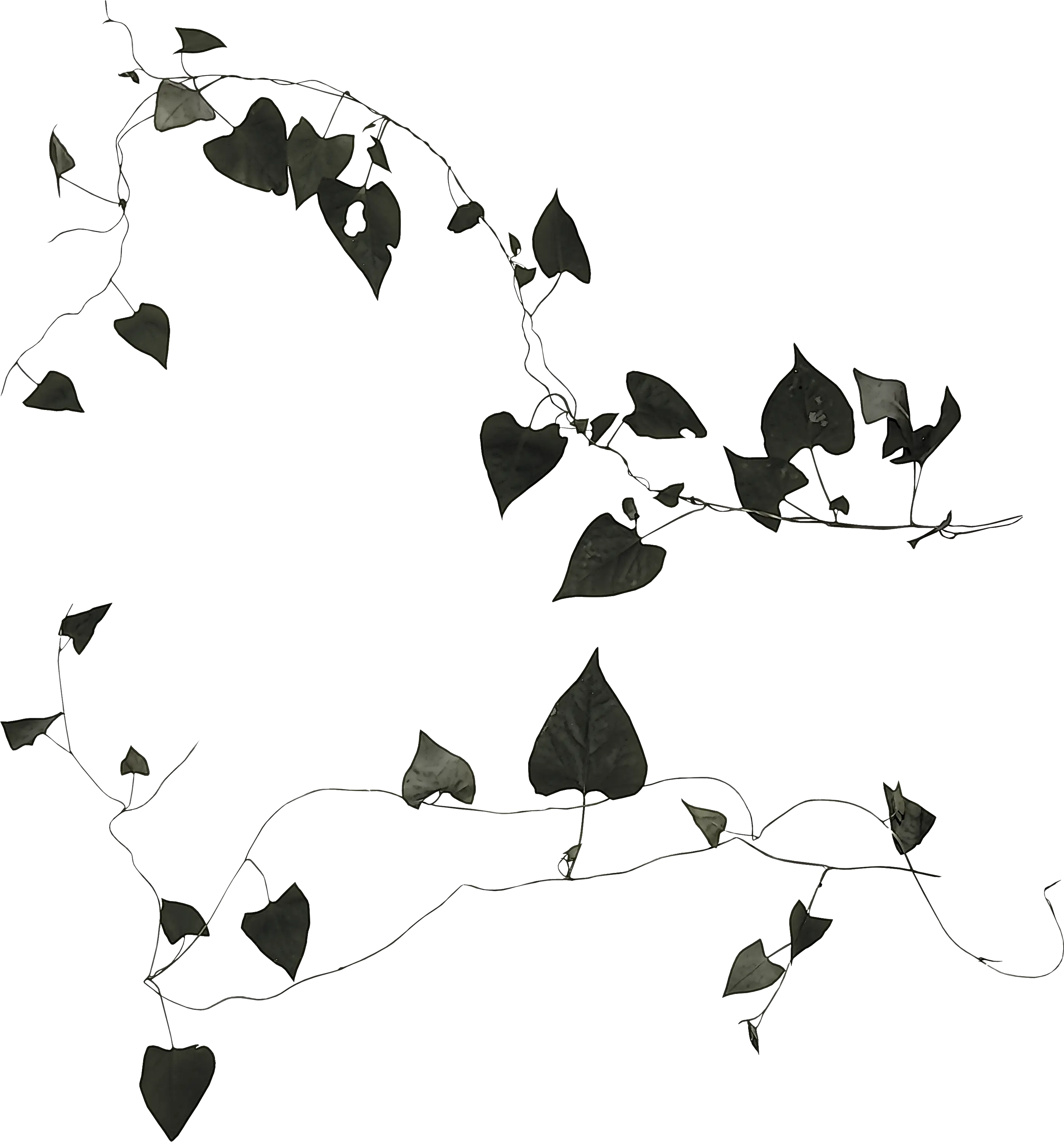 Creeping Vine Plant Design