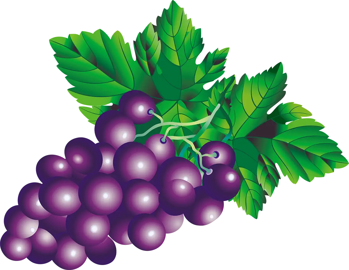 Purple Grapes with Green Leaves