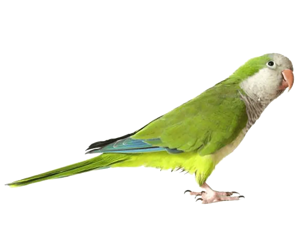 Green Parrot with Colorful Feathers
